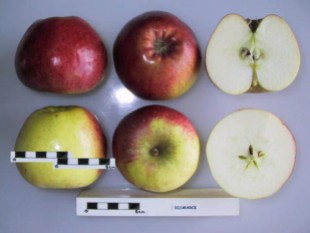 Bismarck Apple from National Fruit Collection, UK