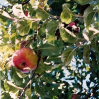 Descendants of the original Bismark apple tree as seen in 1993