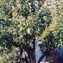 Bismark Tree 1993 b