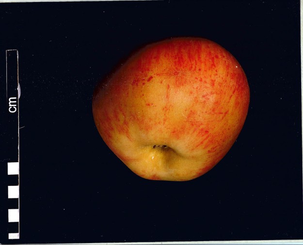 Wax model in the Museum of Victoria made in 1875  from an apple grown on  F.E.Fricke's Bismark apple tree 
