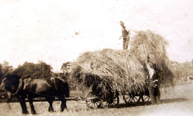 Apollo Bay Charles Jr bringing in the hay c1925  c