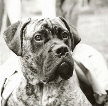Lanhams' dog in the 1950s, which the children used to ride like a pony.